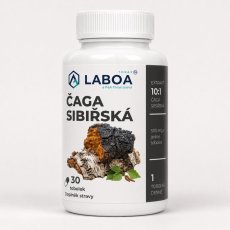 LABOA Čaga sibiřská