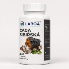 LABOA Čaga sibiřská